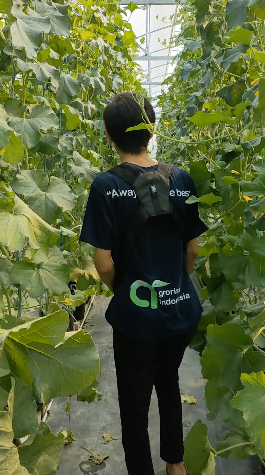 Walking between tall melon crop rows grown on coco substrate in a greenhouse
