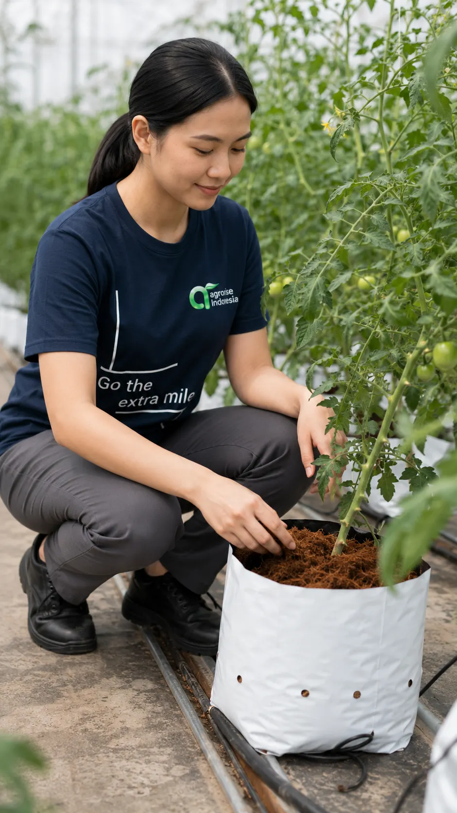 Checking coco substrate around a tomato plant growing in a greenhouse bag