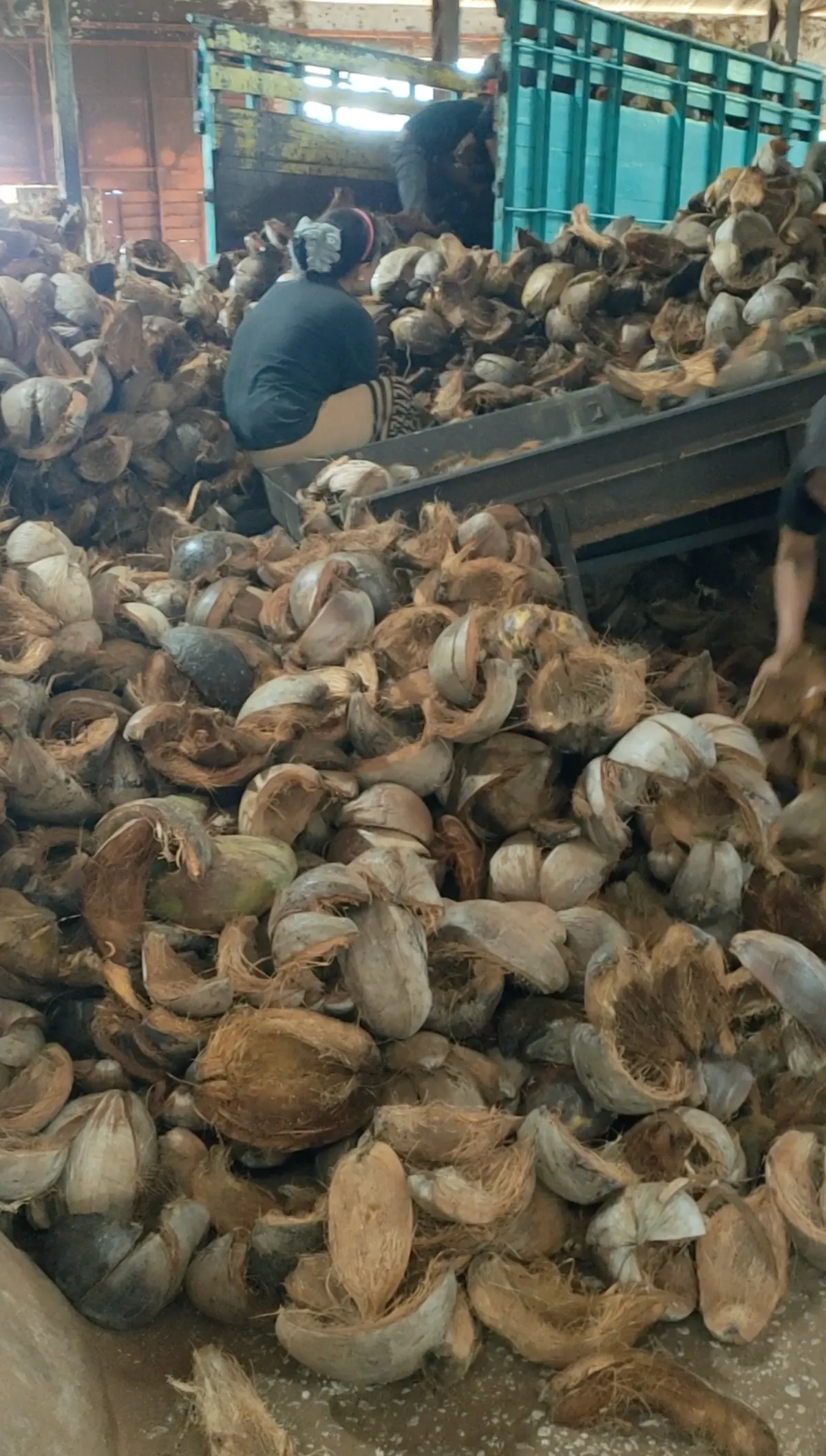 Coconut husks being unloaded from a truck at the processing site