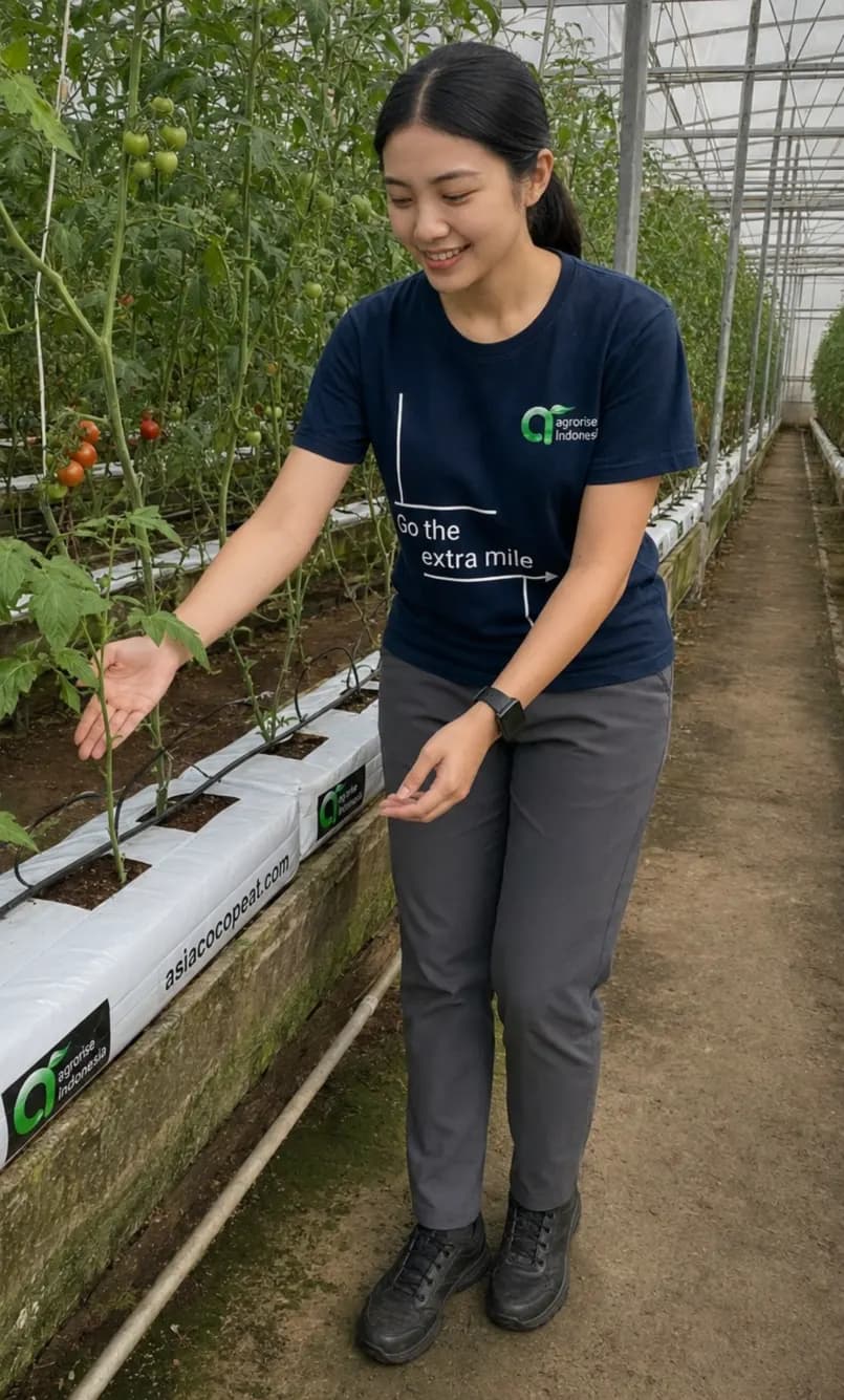 Coir grow slabs in use along a tomato row in a greenhouse