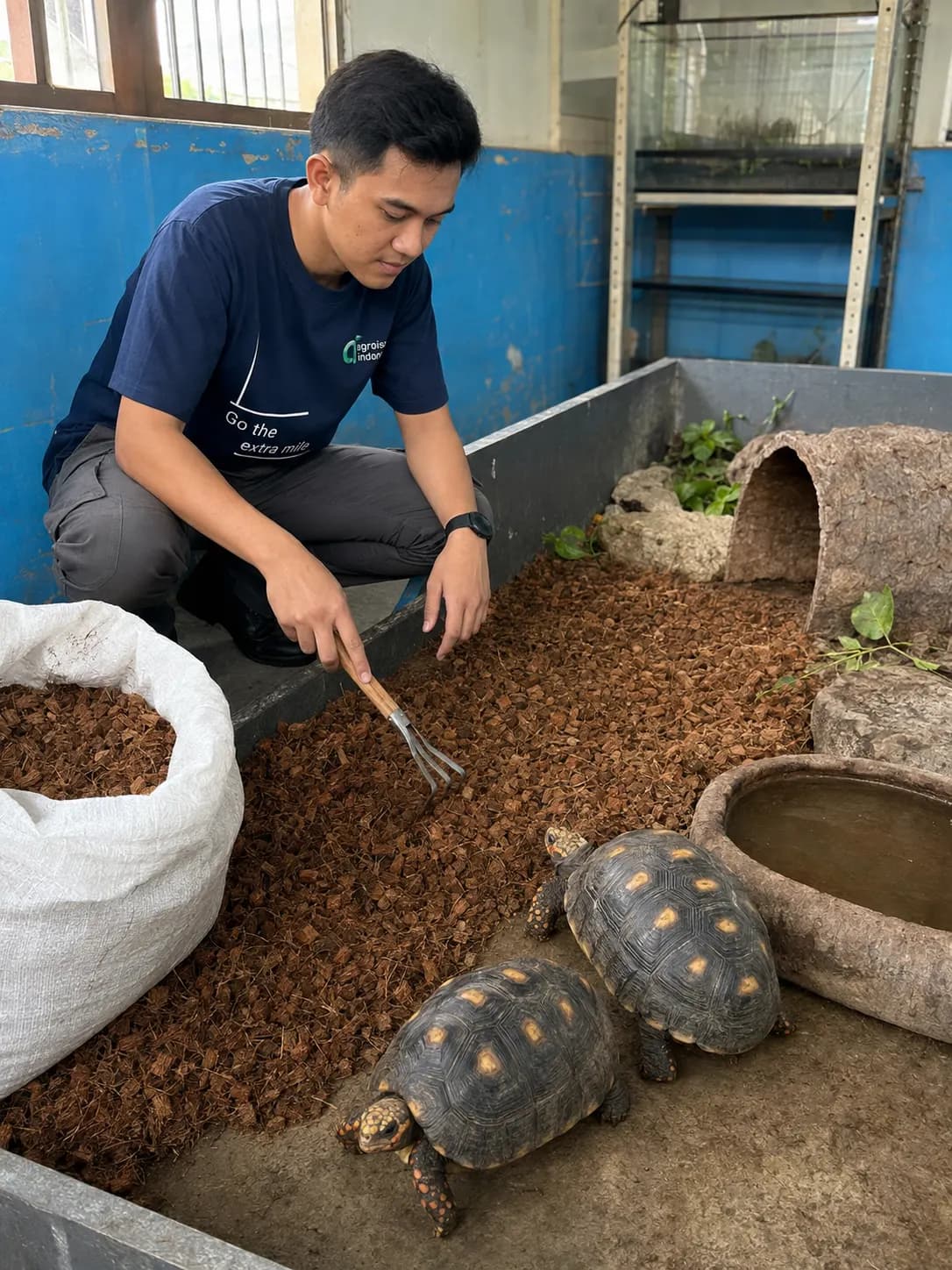 Two tortoises walking on coco husk chip bedding in an indoor enclosure